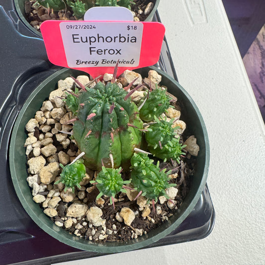 Euphorbia Ferox