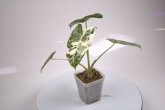 Alocasia Variegated Frydek